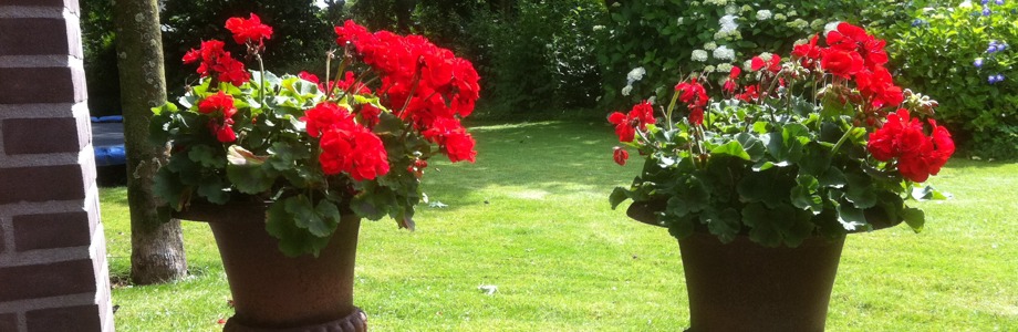 Uden en omgeving